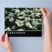 Widescreen - Shasta Daisies Flyer (Hand)