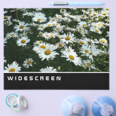 Widescreen - Shasta Daisies Flyer (Einzeln)