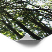 Widewater Trees in the sun Poster (Ecke)