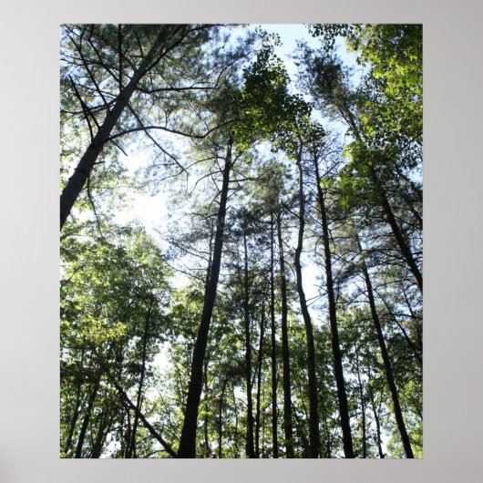 Widewater Trees in the sun Poster (Vorne)