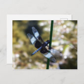 Widow Skimmer Dragonfly Postkarte (Vorne/Hinten)