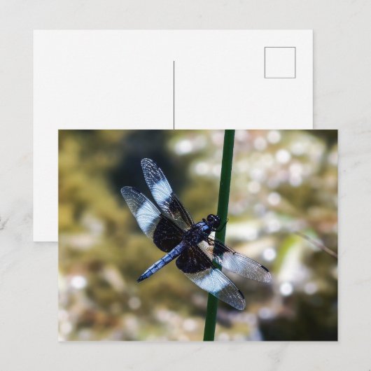 Widow Skimmer Dragonfly Postkarte (Vorne/Hinten)