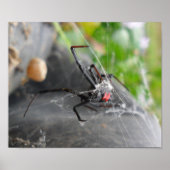 Widows Pose Poster (Vorne)