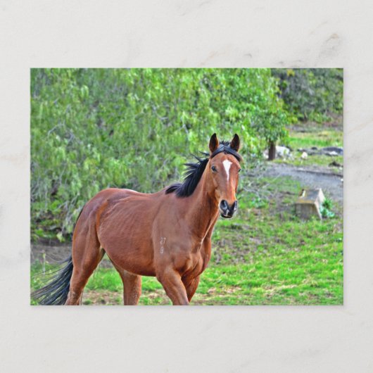 Wie 2 postkarte (Vorderseite)