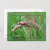 Wie das Gras Postkarte wächst (Vorne/Hinten)