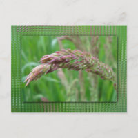 Wie das Gras Postkarte wächst