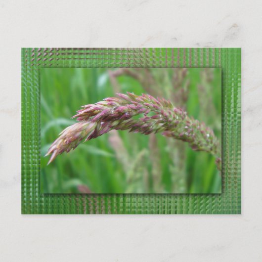 Wie das Gras Postkarte wächst (Vorderseite)