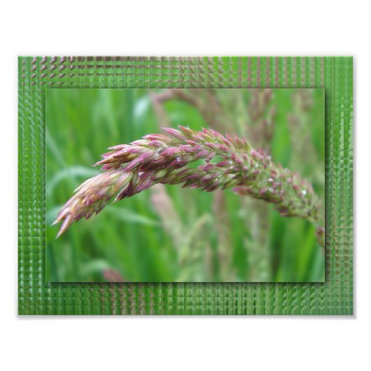 Wie das Gras wächst Foto drucken (Vorne)