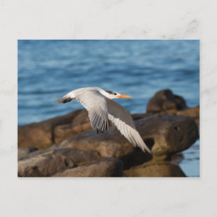 Wie die Zernfliegen Postkarte