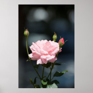 wie eine Rose Poster