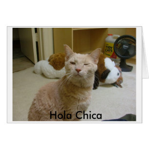 Wie geht es dir, Hola Chica?