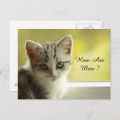Wie ist Mew Kitten Postkarte (Vorne/Hinten)