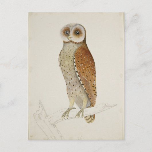 Wie jetzt Bay Owl? Postkarte (Vorderseite)