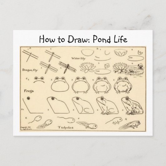 Wie man Frogs Vintage Postkarte Zeichne (Vorderseite)