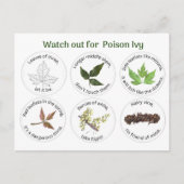 Wie man Gifteichen identifiziert Postkarte (Vorderseite)