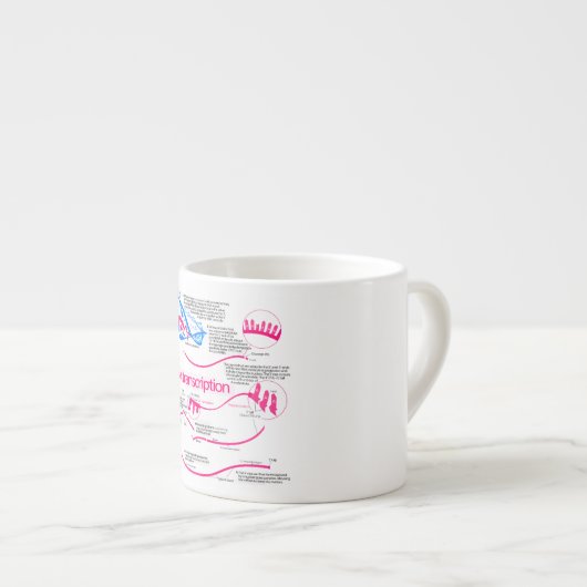 Wie mRNA in einem Nucleus Diagramm erstellt wird Espressotasse (Vorderseite Rechts)