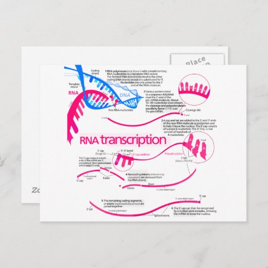 Wie mRNA in einem Nucleus Diagramm erstellt wird Postkarte (Vorne/Hinten)