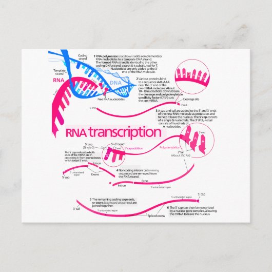 Wie mRNA in einem Nucleus Diagramm erstellt wird Postkarte (Vorderseite)