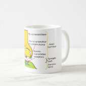 Wie Nerven-Signale mit Synapsen gesendet werden, Kaffeetasse (VorderseiteRechts)