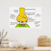 Wie Nervensignale mit Synapsen-Diagrammen gesendet Poster (Küche)