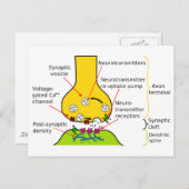 Wie Nervensignale mit Synapsen-Diagrammen gesendet Postkarte (Vorne/Hinten)