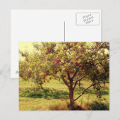 Wie "über sie Äpfel" Postkarte (Vorne/Hinten)