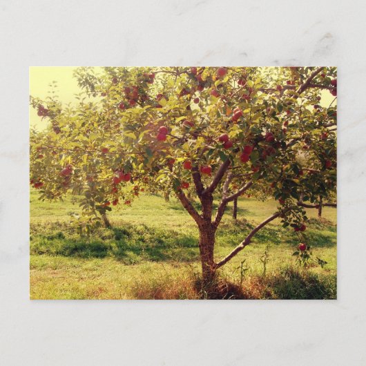Wie "über sie Äpfel" Postkarte (Vorderseite)