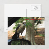 Wie wird die Postkarte getrieben? (Vorne/Hinten)