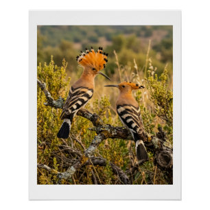 Wiedehopfvögel in der Naturlandschaft Wildlife Fle Poster