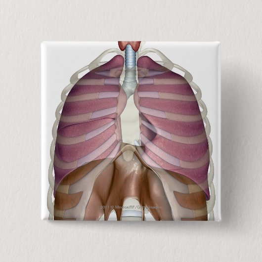 Wiedergabe 3d des Atmungssystems Button (Vorderseite)