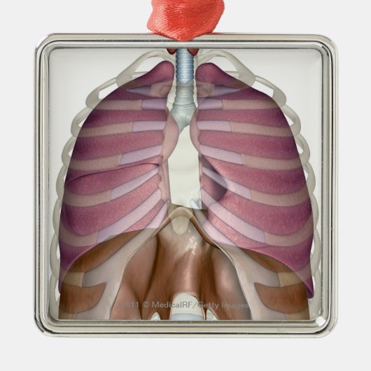 Wiedergabe 3d des Atmungssystems Ornament Aus Metall (Vorne)