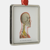 Wiedergabe der Nerven des Halses Silbernes Ornament (Rechts)