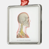 Wiedergabe der Nerven des Halses Silbernes Ornament (Links)