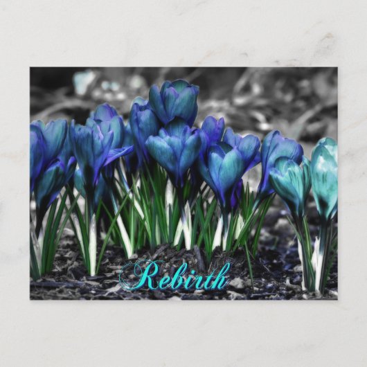 Wiedergeburt des Aqua Blue Crocus Blooms Postkarte (Vorderseite)