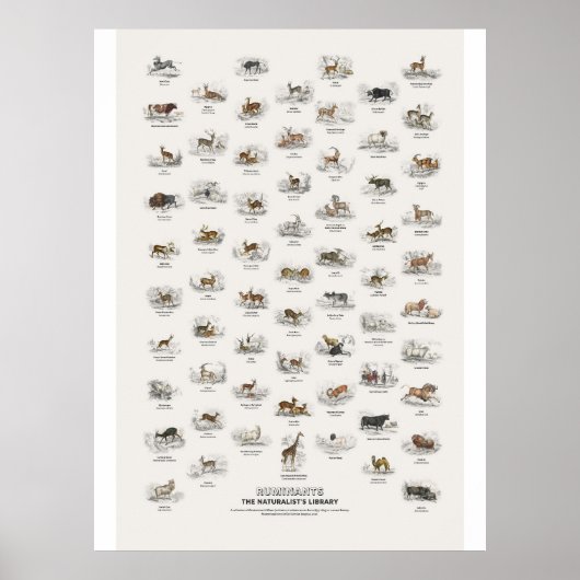 Wiederkäuer - Naturalist's Library Poster (Vorne)