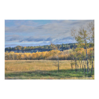 Wiese mit Aspens Poster