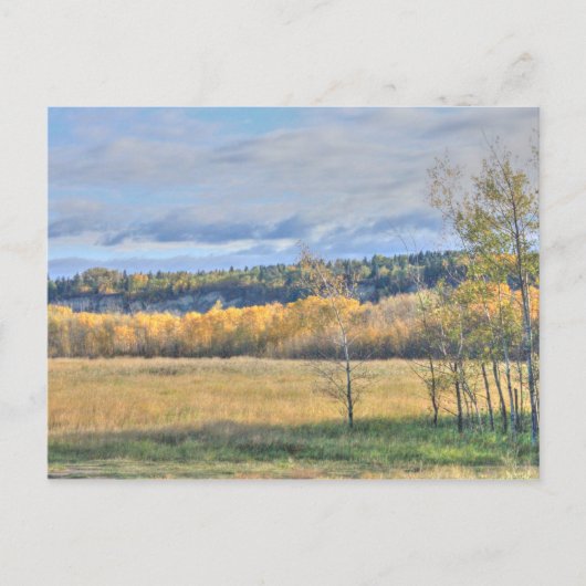 Wiese mit Espen Postkarte (Vorderseite)