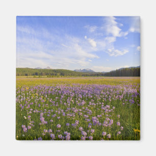 Wiese mit Penstemon-Wildblumen in der 2 Magnet
