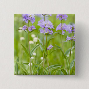 Wiese mit Penstemon-Wildblumen in der Button