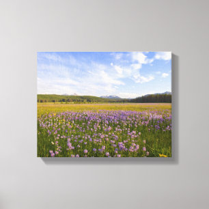 Wiese mit Penstemon-Wildblumen in der Leinwanddruck