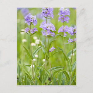 Wiese mit Penstemon-Wildblumen in der Postkarte