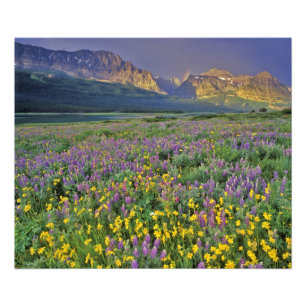 Wiese mit Wildblumen im Many Glacier Fotodruck
