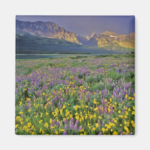 Wiese mit Wildblumen im Many Glacier Magnet