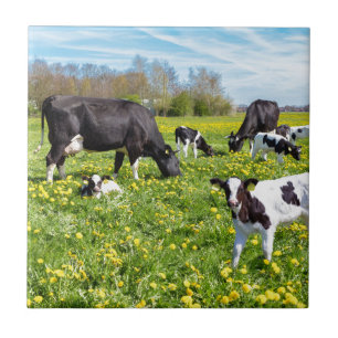 Wiese voll des Löwenzahns mit dem Weiden lassen Fliese