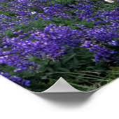 Wiese WA, Rainier NP, Lupine und Bistort Poster (Ecke)