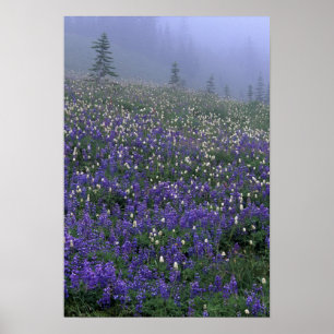 Wiese WA, Rainier NP, Lupine und Bistort Poster