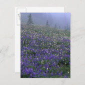 Wiese WA, Rainier NP, Lupine und Bistort Postkarte (Vorne/Hinten)