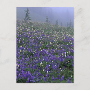 Wiese WA, Rainier NP, Lupine und Bistort Postkarte