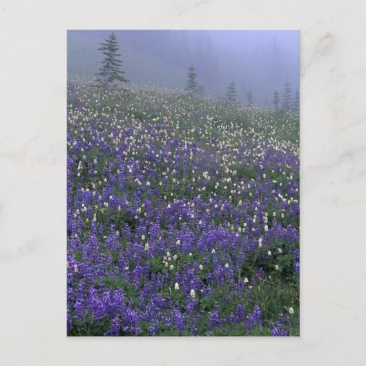 Wiese WA, Rainier NP, Lupine und Bistort Postkarte (Vorderseite)