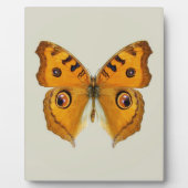 Wiesen-Argus-Schmetterling Fotoplatte (Vorderseite)